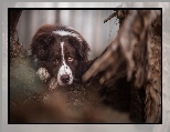 Pysk, Oczy, Border Collie